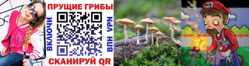 Галлюциногенные грибы Psilocybe  Ветлуга 